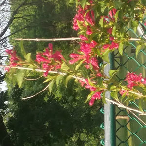 Meet your Posher, Julianna watson